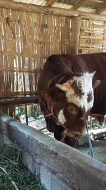 Kahverengi ineğin ağzının sulandığı yakın çekim. Kırsal bir ağılda burnuna ip dolamış kahverengi bir inek. 4K görüntü ineği. 