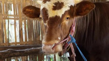 Kahverengi ineğin ağzının sulandığı yakın çekim. Kırsal bir ağılda burnuna ip dolamış kahverengi bir inek. 4K görüntü ineği. 