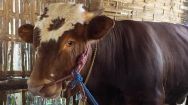 Kahverengi ineğin ağzının sulandığı yakın çekim. Kırsal bir ağılda burnuna ip dolamış kahverengi bir inek. 4K görüntü ineği. 