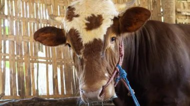 Kahverengi ineğin ağzının sulandığı yakın çekim. Kırsal bir ağılda burnuna ip dolamış kahverengi bir inek. 4K görüntü ineği. 
