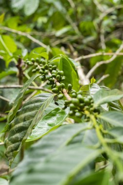Dallarında taze yeşil kahve çekirdekleri olan kahve ağacını kapat. Doğa geçmişi. Ağaçtaki taze kahve çekirdekleri. 