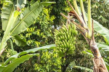 Ağaçlarda yetişen yeşil muzlar. Yeşil tropik muz meyveleri. Vahşi bir muz bitkisinin yakın çekimi -musa acuminata- koyu kırmızı frenler sarkıyor ve yukarıda yenilebilir meyveler gelişiyor..