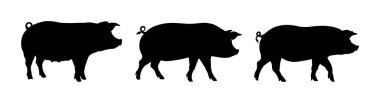 Farklı yönlerde yürüyen üç domuz silueti.