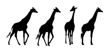 Sıraya dizilmiş dört zürafa silueti