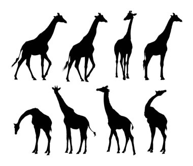 Yürüyen ve boyunlarını büken zürafa siluetleri.