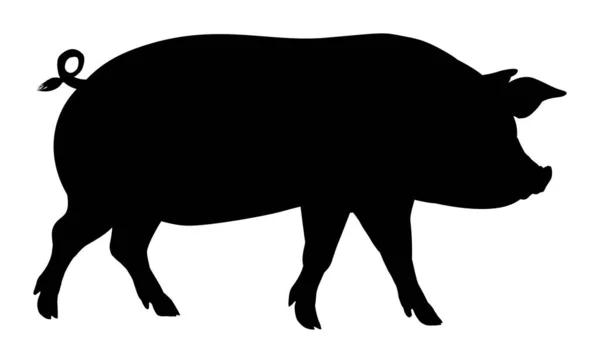 Kuyruğu kıvrılmış yürüyen domuz silueti.