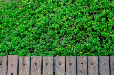 ahşap duvar arkasında ağaç arka plan