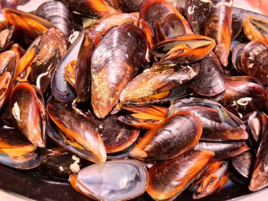 Taze midyeler. Büyük kırmızı-kahverengi midyeler.