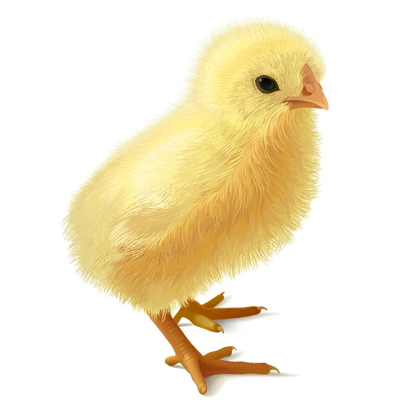 Pollo amarillo pequeño sobre fondo blanco . — Vector de stock