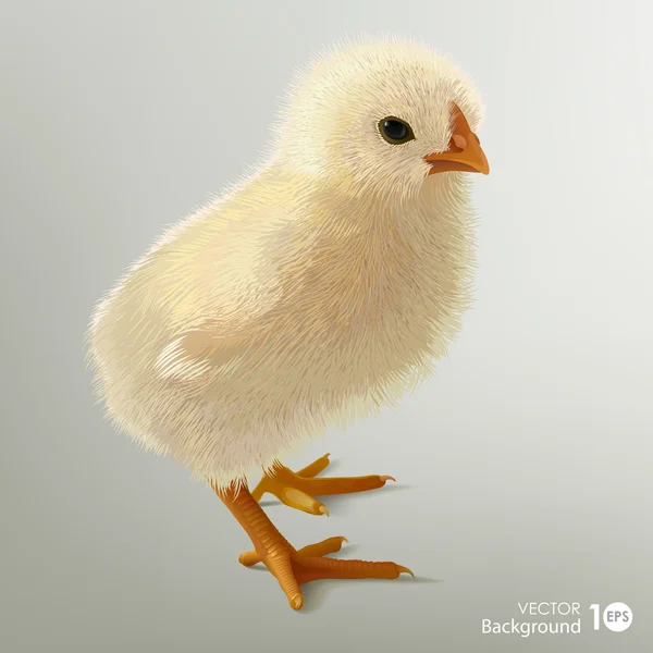 Lilla fluffiga chick. — Stock vektor