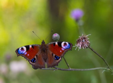 Avrupa tavuskuşu butterfly'yaz çayır