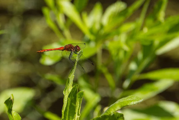Scarlet dragonfly on the summer meadow — Stock Photo, Image