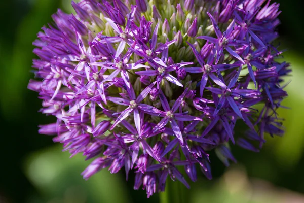 Flowering giant onion, spherical form, six beam star shaped flow — Stock Photo, Image