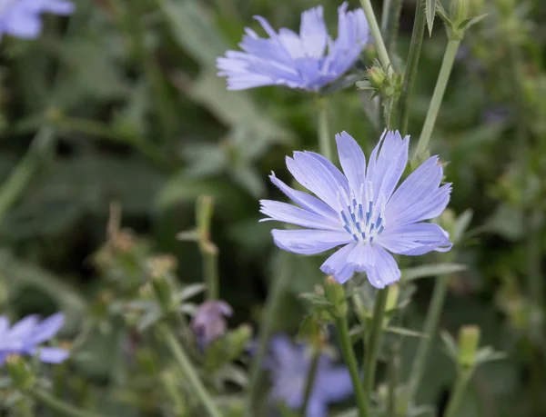 Flor de Cichorium azul claro en el prado —  Fotos de Stock