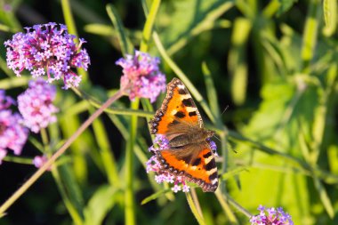 Verbena çiçek küçük kaplumbağa kabuğu kelebeği