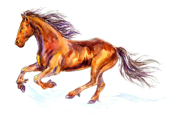 Desenho de cavalo mangalarga pintado e colorido por Giulia o dia 02 de  Junho do 2012