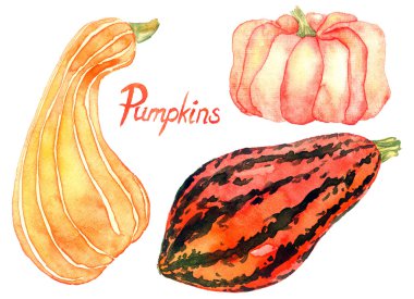 Olgun kabak (Sonbahar hasat kümesi)