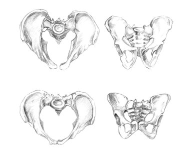 Pelvis 2 angels (male at the top and female at the bottom of drawing) clipart
