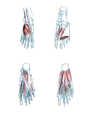 Muscles of foot clipart