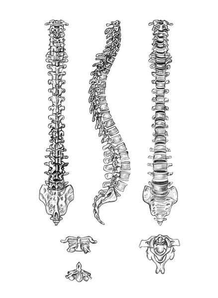 Spine (4 angles) and vertebrae 