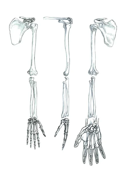 Beenderen van de bovenste extremiteit — Stockfoto