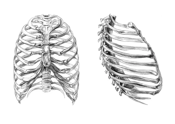 Os du thorax (2 angles) ) — Photo