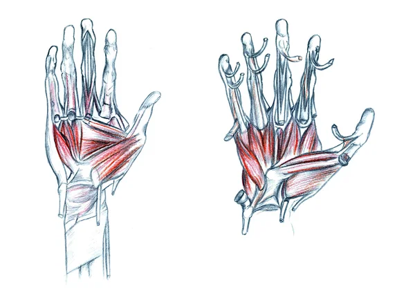 Músculos de mão — Fotografia de Stock