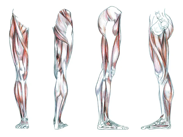 腿部的肌肉 — 图库照片