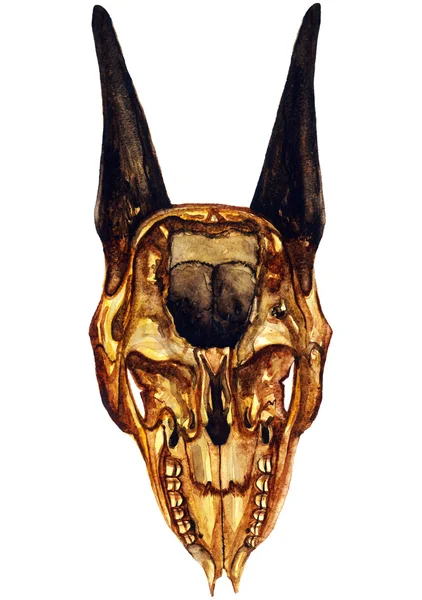 Kozi żółty czaszki z rogami (na dole) — Zdjęcie stockowe