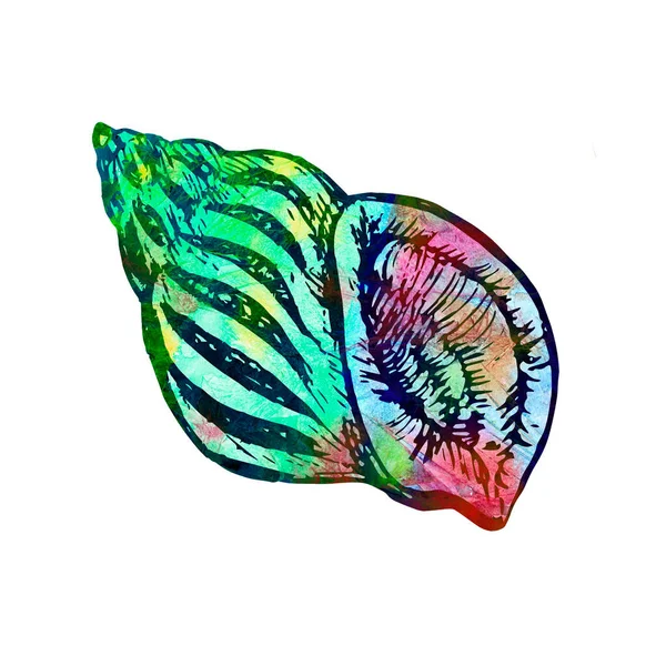 Иллюстрация Seashell Раскрашенная Вручную Красочная Абстрактная Акварельная Бирюза Синие Красные — стоковое фото