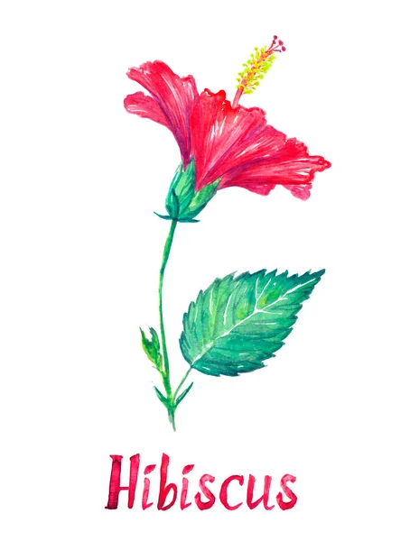 Hibiškový Květ Boční Pohled Listy Izolované Bílé Ručně Malované Akvarel — Stock fotografie