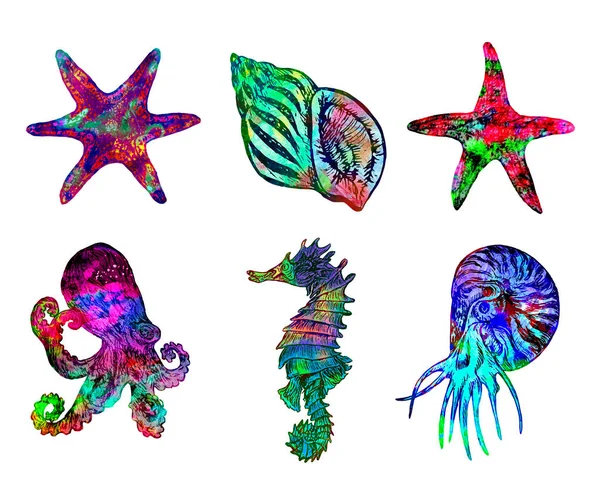 海贝壳 乌贼等采集的孤立图解 手绘彩色抽象水彩画 — 图库照片