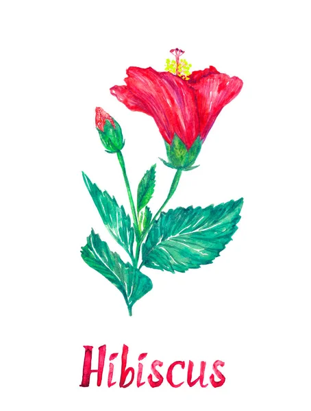 Ίβισκος Λουλούδι Και Οφθαλμός Απομονώνονται Λευκό Χέρι Ζωγραφισμένα Ακουαρέλα Εικονογράφηση — Φωτογραφία Αρχείου