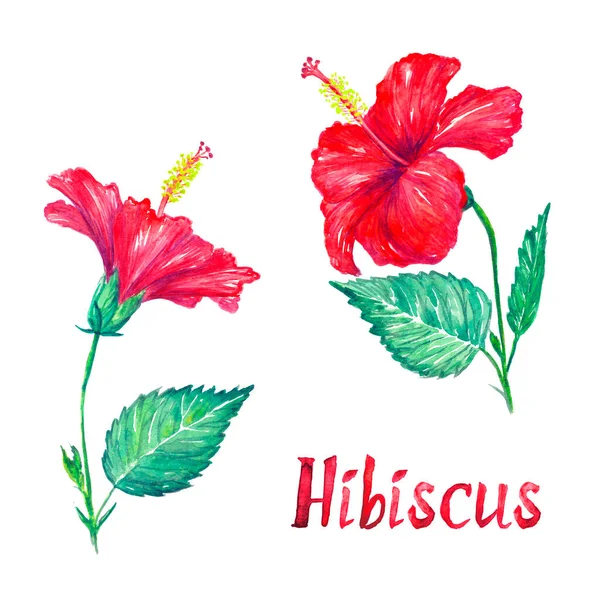 Colección Flores Flores Hojas Hibisco Aisladas Acuarela Pintada Mano Con —  Fotos de Stock