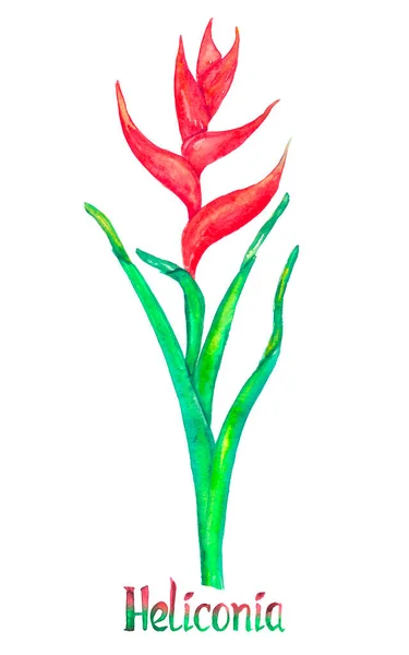 Heliconia Caribaea Κόκκινη Μορφή Απομονωμένη Λευκή Ζωγραφισμένη Ζωγραφισμένη Ακουαρέλα Χειρόγραφη — Φωτογραφία Αρχείου