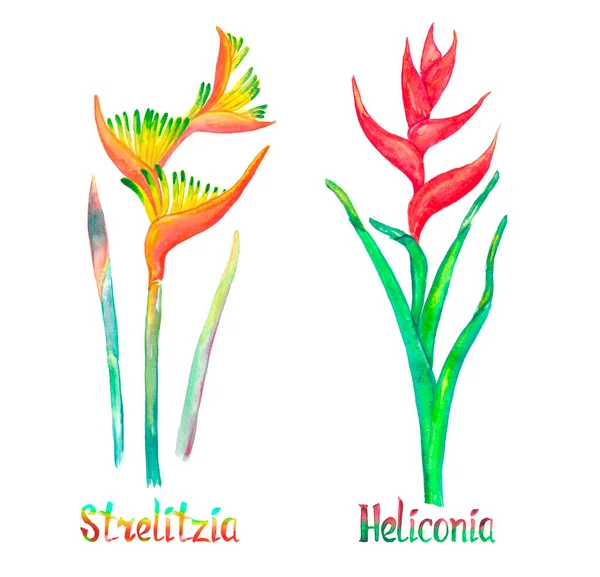 Strelitzia Πουλί Του Παραδείσου Κρίνος Γερανού Και Heliconia Caribaea Κόκκινη — Φωτογραφία Αρχείου