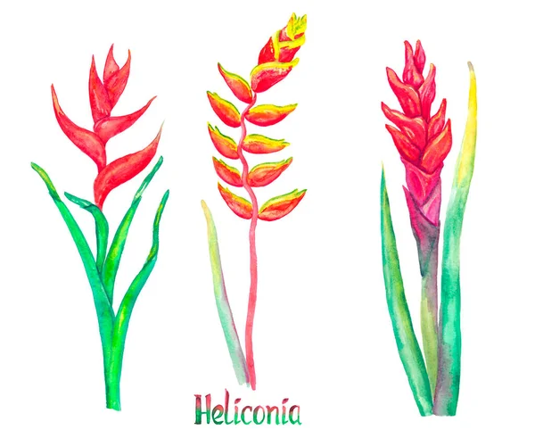 在白手画的水彩画上 用手写的题词把海洛尼亚的加勒比海洛尼亚 红色的形状和海洛尼亚的罗斯塔 挂着龙虾爪 假的天堂鸟 — 图库照片
