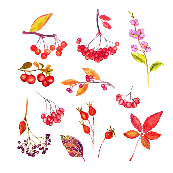 赤い秋の果実と葉を持つ枝 赤い色のコレクション 葉と果実 白い水彩画のイラストに隔離された — ストック写真