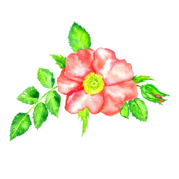 野玫瑰粉红花朵顶景 花蕾叶叶 孤立在白色手绘水彩画上 — 图库照片