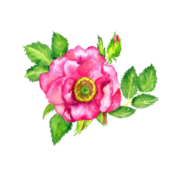 Rosa Salvaje Flor Vista Superior Brotes Hojas Aislado Blanco Pintado — Foto de Stock