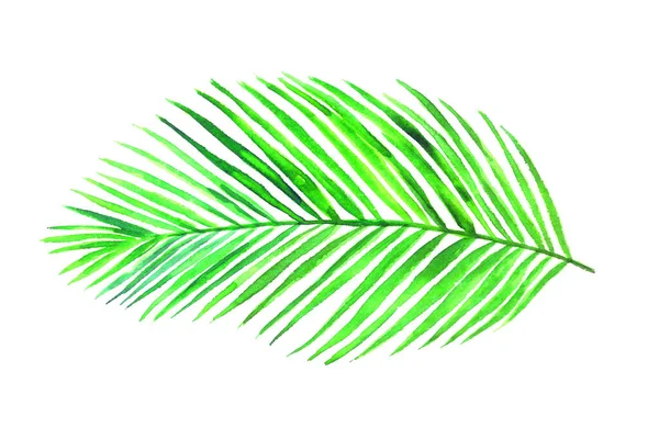 Areca Palm Leaf Top View Isolated White Hand Painted Watercolor — Stock Photo, Image