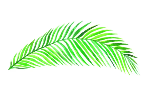 Areca Palmblatt Isoliert Auf Weiß Handgemalte Aquarell Illustration Gestaltungselement Für — Stockfoto