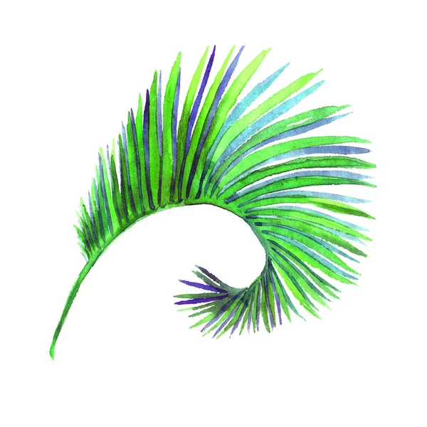 Areca Palm kıvrımlı yaprağı beyaz elde izole edilmiş suluboya resimleme, kart, davetiye, desen tasarım unsuru