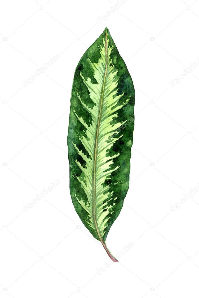 Maranta striped leaf isolated on white hand painted watercolor illustration, design element for card, invitation, pattern