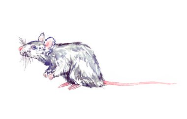 Küçük, komik, beyaz, mavi gözlü, dikilip bakan, suluboya resim, yan görüş. Davetiye, kart, baskı ve posterler için beyaz illüstrasyon tasarım ögesine izole edilmiş