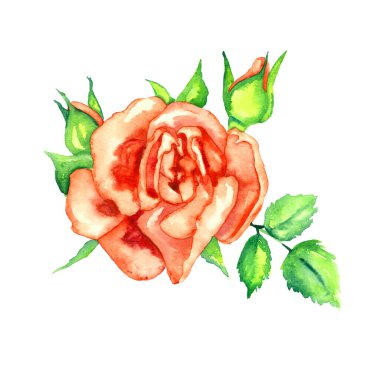 Yeşil yapraklı ve tomurcuklu parlak kırmızı gül, davetiye, kart, baskı, posterler, desenler için izole edilmiş suluboya resim tasarımı unsuru