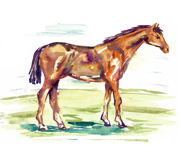 Red Horse Standing Green Meadow Side View Hand Painted Watercolor — Stock Photo, Image