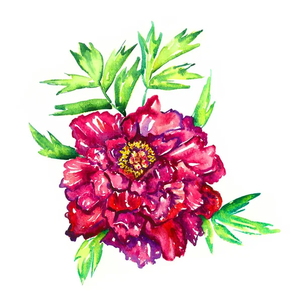 Bright Red Purple Rpeony Flower Green Leaves Isolated Hand Painted — Stock Photo, Image