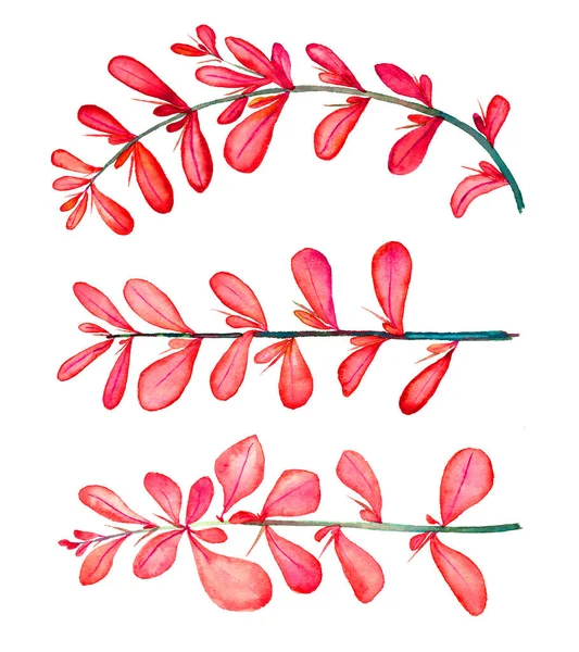 普通的 欧式的或简单的越橘属的刺柏属植物 带有红叶的枝条 独立手绘水彩画图案设计元素 — 图库照片