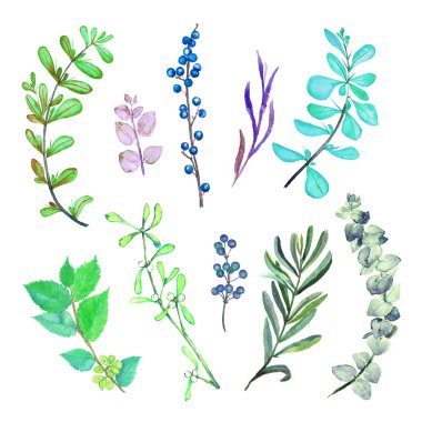 Büyük yapraklı çeşitli dallar, izole edilmiş el boyası suluboya illüstrasyon, kart, desen, davetiye, baskı için tasarım unsuru